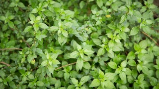 New growth, Merri Creek